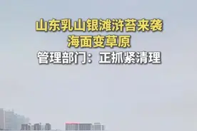 山东乳山银滩浒苔来袭，海面变草原，管理部门：正抓紧清理