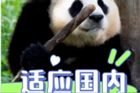 网传福宝将有可能再次被租借到韩国视频封面