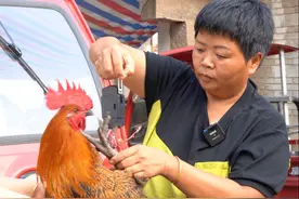 家里公鸡太多经常打架，超妈抓几只到市场摆摊，很快就被抢购一空 #三农 #乡村生活 #土鸡 #摆摊视频封面
