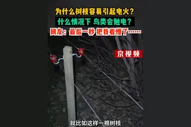为什么树枝容易引起电火？什么情况下，鸟类会触电？网友：最后一秒，把我看懵了……