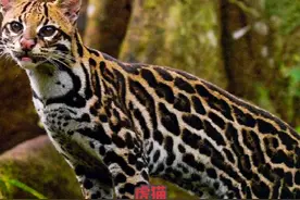 虎猫 名字里有“虎”字的猫 #虎猫 #神奇动物在抖音视频封面