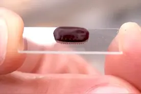 蟑螂的产卵方式 #神奇动物在抖音 #蟑螂 #科普视频封面
