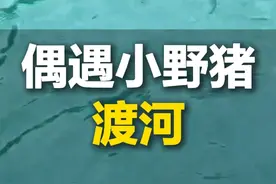 近日 安徽黄山。男子钓鱼偶遇4只小野猪渡河，网友：怎么长得跟瓜子一样。视频封面