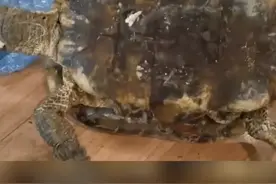 大扫除意外发现2009年失踪的乌龟，女子心疼了：养1年陪了我12年视频封面