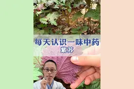 每天带你认识一味中药——紫苏 #中医大夫林传权 #中药 #医学科普视频封面