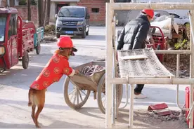 不离不弃的狗狗 人见人穷绕道走，狗见家贫也死守。马户用自己的行动充分诠释了忠犬的含义。#第一批回村的宠物 #万物可爱计划 #我家宝贝过新年 #忠犬马户