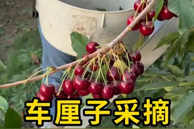 车厘子采摘，一定要人工来完成！ #车厘子采摘 #科普 #涨知识视频封面