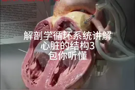 《系统解剖学》循环系统2：心脏的结构（3） #人体解剖学视频封面