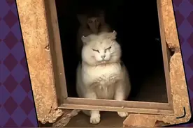昆明动物园猴山的猫被救了！但愿它们以后再也不受这种苦…… #昆明动物园 #女子欲跳入猴山救猫被游客拦下 #爱护动物 #养猫人都懂的 @DOU+小助手视频封面