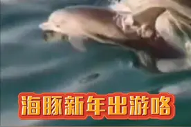 新年新气象，海豚结伴出游！2月20日上午，平潭南盘村海域出现海豚群。（素材来源：平潭融媒体、“猫村南盘游天家”）视频封面