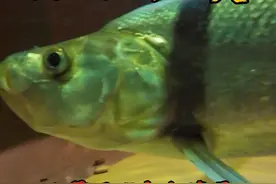 大家关心的米级翘嘴后续来啦，回顾之前的状态，水霉已经完全康复，鱼鳞开始重新生长，静待开口后入大缸#豆爸先生养鱼日记#豆鱼路亚#米级翘嘴视频封面