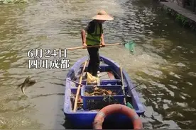 崇州罨画池的鱼儿集体跳跃，可能与水温、水体溶氧度变化有关#鱼儿跳跃视频封面