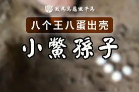 八只小鳖孙子全部孵出来啦！ #乌龟 #养龟日常 #鳖 #甲鱼 #神奇动物在抖音视频封面