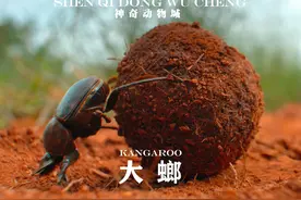 淡妆浓抹总相宜，人生处处有难题 #神奇动物在抖音 #动物解说视频封面