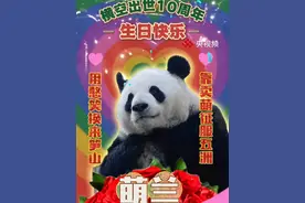 今天是“西直门三太子”大熊猫萌兰的10岁生日，也是和他同父异母妹妹们和花、和叶的5岁生日，宝贝们生日快乐，一直做健康快乐的“小熊友”！
