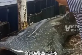 国家二级保护动物鲸鲨遭男子抡铁锤虐打后丢回海中，9月26日，浙江海警局回应：已连夜控制涉事船只，涉事人员也被抓获。视频封面
