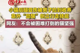 小猫后腿受伤被男子捡到收养，意外“觉醒”倒立行走技能，网友：#不会被困难打倒的猫坚强