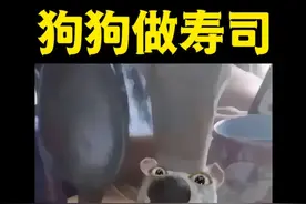 为什么俺家金毛不会做寿司?! #测评 #聪明狗狗