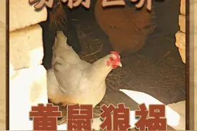 黄鼠狼祸 黄鼠狼很记仇，对付它们，就要……#泽华君的动物世界 #泽华君的乡村生活视频封面