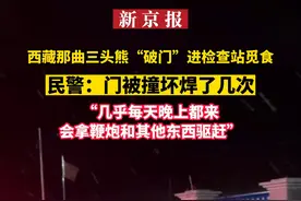 西藏那曲三头熊“破门”进检查站觅食，民警：门被撞坏焊了几次！“几乎每天晚上都来，会拿鞭炮和其他东西驱赶”视频封面