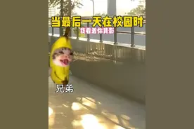 当最后一天在校园时.#猫meme #音乐分享 #戴上耳机 #猫meme小剧场