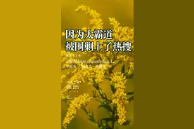 这种植物因为太霸道，被全城围剿上了热搜，加拿大一枝黄花#一日一植物 视频封面