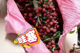 广西一男生家里荔枝熟了，扛了一麻袋回宿舍和同学分享~外地网友：急需一个广西的朋友#荔枝熟了 #广西舍友 #分享 #水果  （数字）
