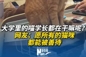 大学里的“喵学长”都在干嘛呢？网友：愿所有的猫咪都能被善待