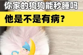 狗狗为什么能秒睡？一躺下就睡觉是有病吗？#科学养宠攻略 #狗狗心理学 视频封面