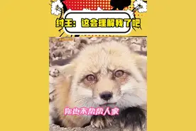 这哪里是妖孽，分明是祥瑞#狐狸 #可爱到爆炸💥 #动物 #旅游视频封面