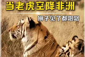 老虎兄弟非洲创业记：从偷鸡摸鱼到暴打狮王视频封面