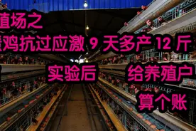 400天蛋鸡成功抵御应激并多产鸡蛋12斤③：给养殖户朋友们算个账视频封面