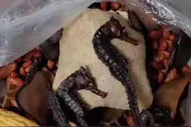 男子泡了几年的药酒，清理时发现海马竟是塑料的！视频封面