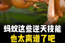 蚂蚁的这些逆天技能也太离谱了吧 #自然奇境科普季 #科普 #涨知识视频封面