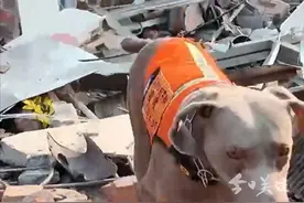 3月31日，深圳公益救援队的搜救犬多吉在缅甸曼德勒的瓦砾堆中持续搜寻。据队员介绍，5岁的多吉出生3个月就开始接受救援培训。（广东台记者 林至钦）视频封面