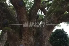 8月14日，据最高人民法院，500多岁的古树惨遭钻孔灌毒，多人合伙成批量用药毒害古树获刑，法院：构成危害国家重点保护植物罪视频封面