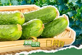 中国科学家把#黄瓜 减脂功效提升了5倍