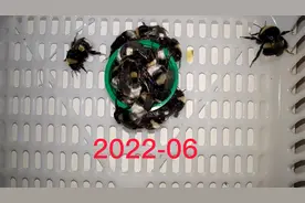 地熊蜂人工育王视频封面