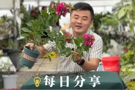 三角梅保姆级换盆教程，中间美植袋到底拆不拆。视频封面