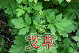 艾草被誉为草中”钻石“，有4大用途与价值，大家又了解多少呢？