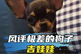 为什么这么多人讨厌吉娃娃。看看以下我说的原因对不对！ #吉娃娃 #恶犬 #萌宠推荐官 #神奇动物在抖音 #动物的迷惑行为