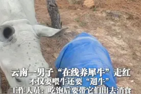 1月22日（采访时间），#云南一男子“在线养犀牛”走红 不仅要喂牛还要“遛牛” 工作人员：吃饱后要带它们出去消食 （上游新闻记者 赵映骥）视频封面