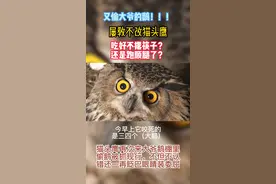 #猫头鹰 #保护动物 #动物有灵性 #黑龙江 
猫头鹰到大爷鹅棚里偷鹅吃，多次被抓现行，因为是国家二级保护动物，大爷给放生，这次又来偷鹅，还负隅顽抗，抓伤了大爷的手，还眨巴眼睛装委屈，戏精视频封面