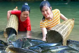阿姐在小河里捕鱼，抓到几条十来斤的鲶鱼，高兴得大叫起来视频封面