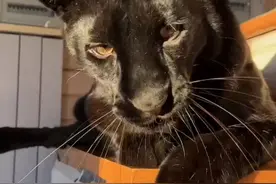 小黑豹玩球，一看便知这是高手！ #黑豹露娜 #动物的迷惑行为 #萌宠出道计划 #抖音自然 #神奇动物在抖音视频封面