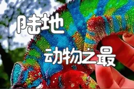 带你认识20种 陆地动物之最 #动物世界 #神奇动物在抖音 #野生动物零距离 #有趣的动物世界 #百科知识