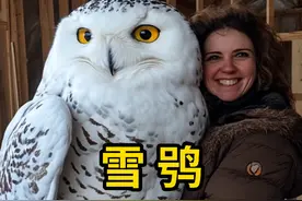 雪鸮，一身雪白的羽毛，看起来很呆萌！ #雪鸮 #科普 #涨知识视频封面