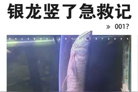 银龙鱼竖立起来了，是不是要噶了？ 他们说，银龙一竖，回天乏术，我不信！我要拯救它，虽然，但是，也许，可能，最终，还是···#银龙鱼 #龙鱼 #内容过于真实视频封面