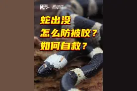 热点追踪丨蛇出没，怎么防被咬？如何自救？#新华访谈 #热点追踪 #媒体精选计划 #热点新闻事件 #如何自救视频封面