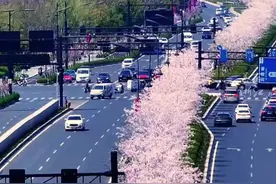 #杭州文一西路十里樱花盛放   城市中的春天图景，带给每位过路人整日的好心情！（供稿：余杭融媒体中心）#在余杭看见未来中国  #花开千万里视频封面